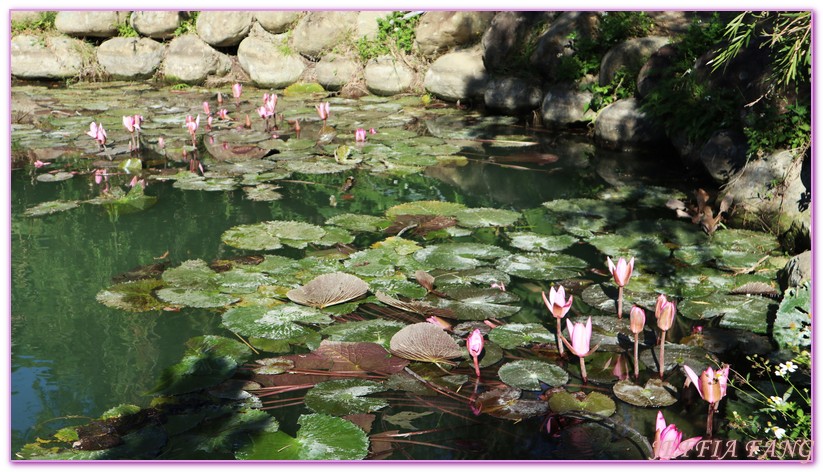 北埔,北埔大湖六塘,北埔曬柿餅,北埔落羽松秘境,台灣旅遊,新竹,新竹九降風,新竹限時限地美景