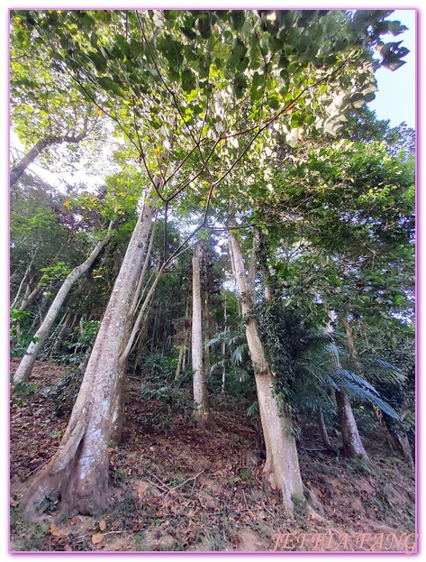 南庄,南庄特色咖啡廳,台灣好行苗栗南庄線,台灣旅遊,咖啡豆烘培DIY,燕子陶,苗栗,陶藝DIY