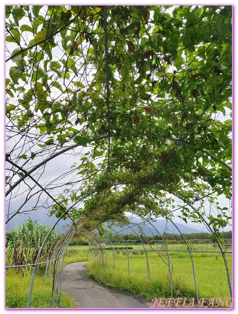 低碳旅遊,台灣旅遊,大農大富平地森林園區,森林鐵馬道,花蓮,花蓮環保林園大道