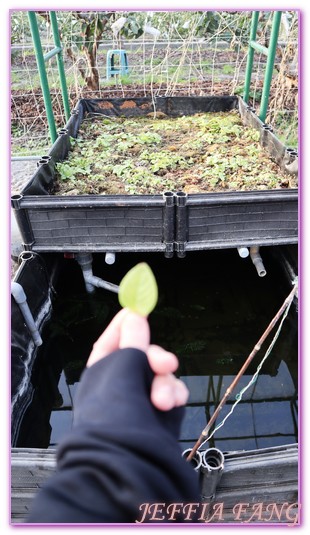 友善農法,台灣旅遊,生態導覽,舊正社區,霧峰,霧峰社區再造,食農教育 @傑菲亞娃JEFFIA FANG