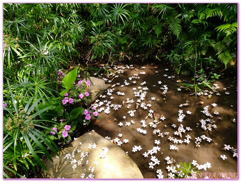 卓也小屋渡假園區,台灣旅遊,國際慢城三義,桐花季,苗栗,螢火蟲,農業三生