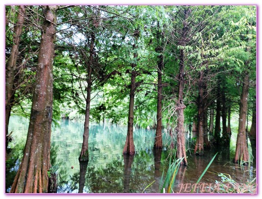 台灣旅遊,花蓮壽豐鄉,花蓮旅遊,花蓮秘境,花蓮落羽松,鈺展苗圃 @傑菲亞娃JEFFIA FANG