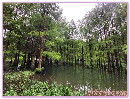 台灣旅遊,花蓮壽豐鄉,花蓮旅遊,花蓮秘境,花蓮落羽松,鈺展苗圃 @傑菲亞娃JEFFIA FANG