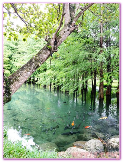 台灣旅遊,花蓮壽豐鄉,花蓮旅遊,花蓮秘境,花蓮落羽松,鈺展苗圃