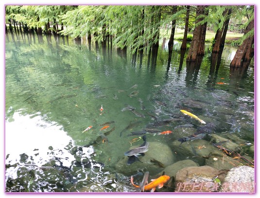 台灣旅遊,花蓮壽豐鄉,花蓮旅遊,花蓮秘境,花蓮落羽松,鈺展苗圃