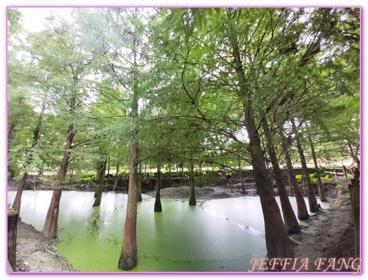 台灣旅遊,花蓮壽豐鄉,花蓮旅遊,花蓮秘境,花蓮落羽松,鈺展苗圃