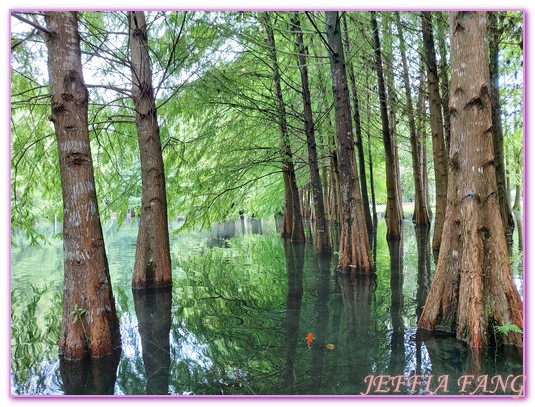 台灣旅遊,花蓮壽豐鄉,花蓮旅遊,花蓮秘境,花蓮落羽松,鈺展苗圃 @傑菲亞娃JEFFIA FANG