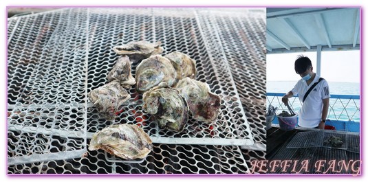 台灣旅遊,員貝嶼,抱墩抓魚,東海巡航,潮間帶體驗,澎湖,澎湖旅遊,石滬抓魚