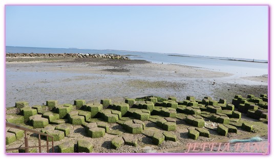 台灣旅遊,員貝嶼,抱墩抓魚,東海巡航,潮間帶體驗,澎湖,澎湖旅遊,石滬抓魚