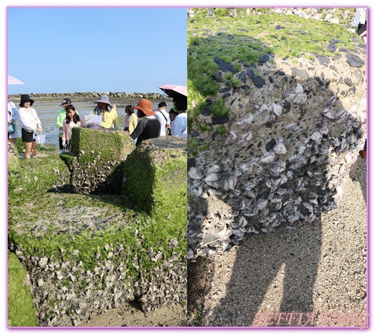 台灣旅遊,員貝嶼,抱墩抓魚,東海巡航,潮間帶體驗,澎湖,澎湖旅遊,石滬抓魚 @傑菲亞娃JEFFIA FANG