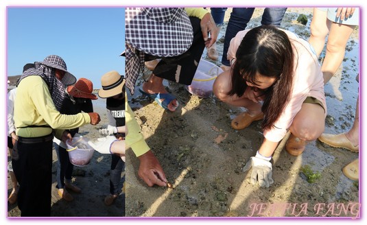 台灣旅遊,員貝嶼,抱墩抓魚,東海巡航,潮間帶體驗,澎湖,澎湖旅遊,石滬抓魚