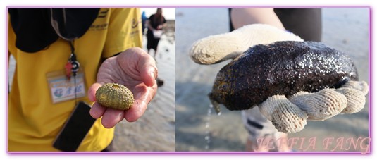 台灣旅遊,員貝嶼,抱墩抓魚,東海巡航,潮間帶體驗,澎湖,澎湖旅遊,石滬抓魚