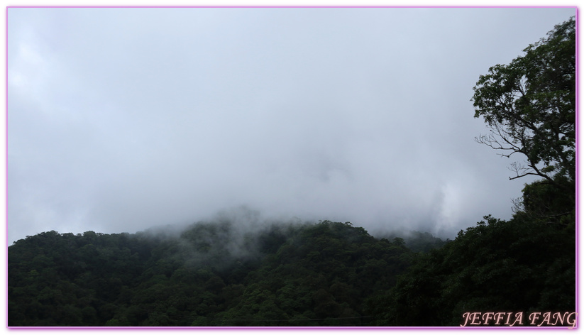 台灣旅遊,台灣最大面積紅檜森林,拉拉山巨木群,拉拉山自然保護區,桃園旅遊 @傑菲亞娃JEFFIA FANG