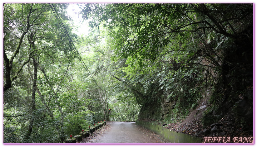 台灣旅遊,台灣最大面積紅檜森林,拉拉山巨木群,拉拉山自然保護區,桃園旅遊,桃園金牌好遊