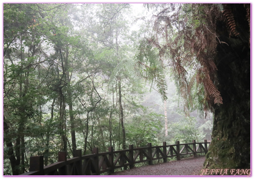 台灣旅遊,台灣最大面積紅檜森林,拉拉山巨木群,拉拉山自然保護區,桃園旅遊,桃園金牌好遊