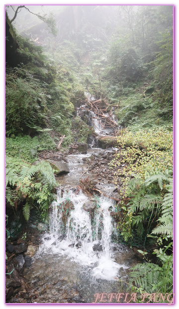 台灣旅遊,台灣最大面積紅檜森林,拉拉山巨木群,拉拉山自然保護區,桃園旅遊,桃園金牌好遊