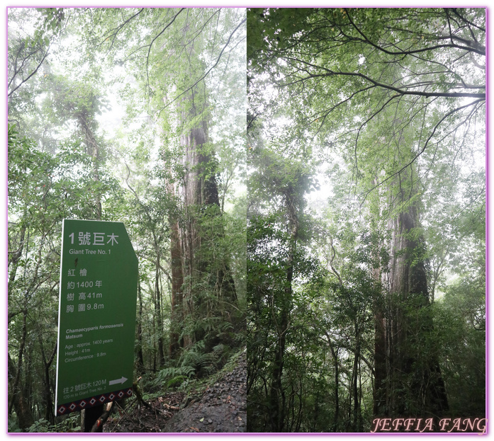 台灣旅遊,台灣最大面積紅檜森林,拉拉山巨木群,拉拉山自然保護區,桃園旅遊,桃園金牌好遊 @傑菲亞娃JEFFIA FANG
