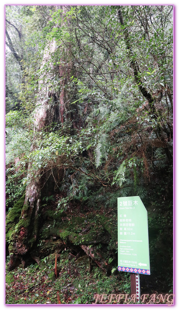 台灣旅遊,台灣最大面積紅檜森林,拉拉山巨木群,拉拉山自然保護區,桃園旅遊 @傑菲亞娃JEFFIA FANG