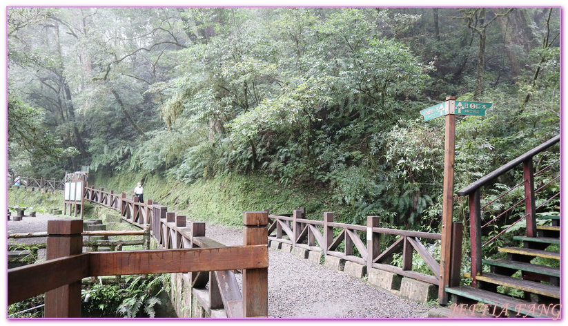 台灣旅遊,台灣最大面積紅檜森林,拉拉山巨木群,拉拉山自然保護區,桃園旅遊,桃園金牌好遊