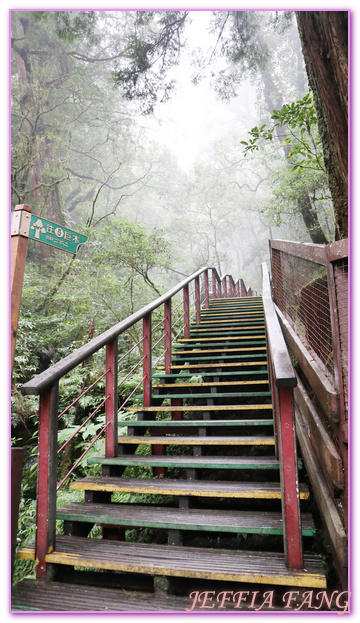 台灣旅遊,台灣最大面積紅檜森林,拉拉山巨木群,拉拉山自然保護區,桃園旅遊,桃園金牌好遊