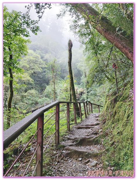 台灣旅遊,台灣最大面積紅檜森林,拉拉山巨木群,拉拉山自然保護區,桃園旅遊 @傑菲亞娃JEFFIA FANG