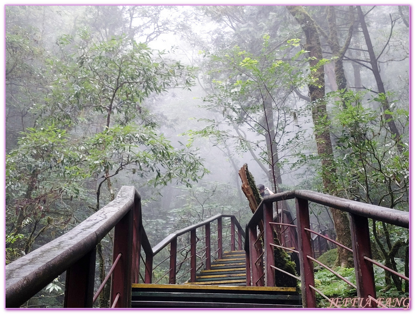 台灣旅遊,台灣最大面積紅檜森林,拉拉山巨木群,拉拉山自然保護區,桃園旅遊 @傑菲亞娃JEFFIA FANG