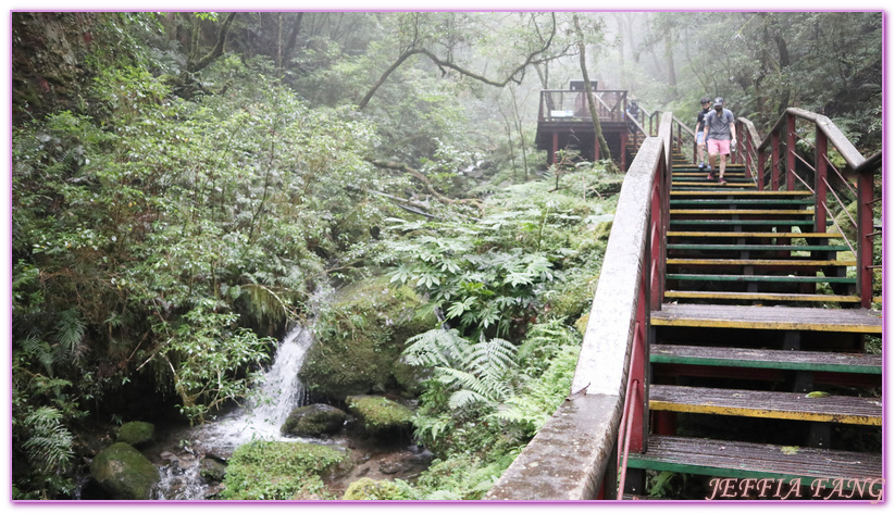 台灣旅遊,台灣最大面積紅檜森林,拉拉山巨木群,拉拉山自然保護區,桃園旅遊,桃園金牌好遊