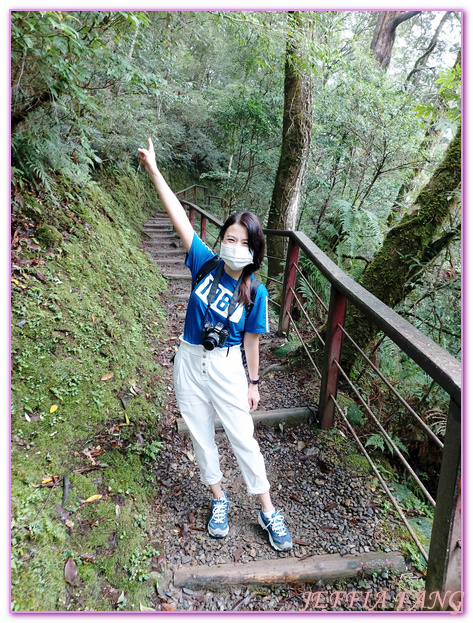 台灣旅遊,台灣最大面積紅檜森林,拉拉山巨木群,拉拉山自然保護區,桃園旅遊,桃園金牌好遊