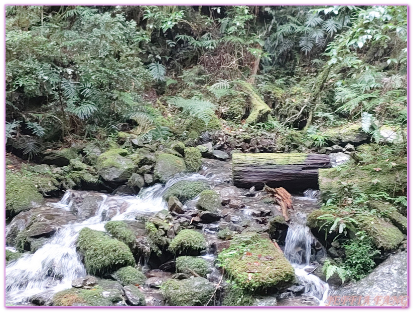 台灣旅遊,台灣最大面積紅檜森林,拉拉山巨木群,拉拉山自然保護區,桃園旅遊 @傑菲亞娃JEFFIA FANG