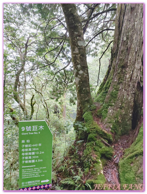 台灣旅遊,台灣最大面積紅檜森林,拉拉山巨木群,拉拉山自然保護區,桃園旅遊 @傑菲亞娃JEFFIA FANG