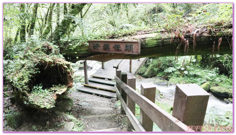 台灣旅遊,台灣最大面積紅檜森林,拉拉山巨木群,拉拉山自然保護區,桃園旅遊 @傑菲亞娃JEFFIA FANG