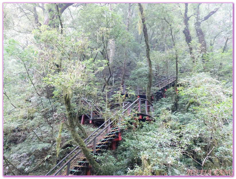 台灣旅遊,台灣最大面積紅檜森林,拉拉山巨木群,拉拉山自然保護區,桃園旅遊 @傑菲亞娃JEFFIA FANG