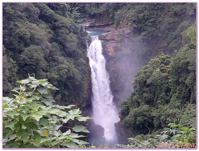 台灣旅遊,台灣最大面積紅檜森林,拉拉山巨木群,拉拉山自然保護區,桃園旅遊 @傑菲亞娃JEFFIA FANG