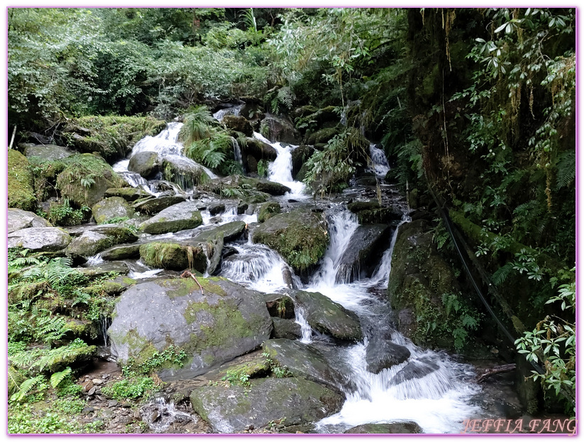 台灣旅遊,台灣最大面積紅檜森林,拉拉山巨木群,拉拉山自然保護區,桃園旅遊 @傑菲亞娃JEFFIA FANG