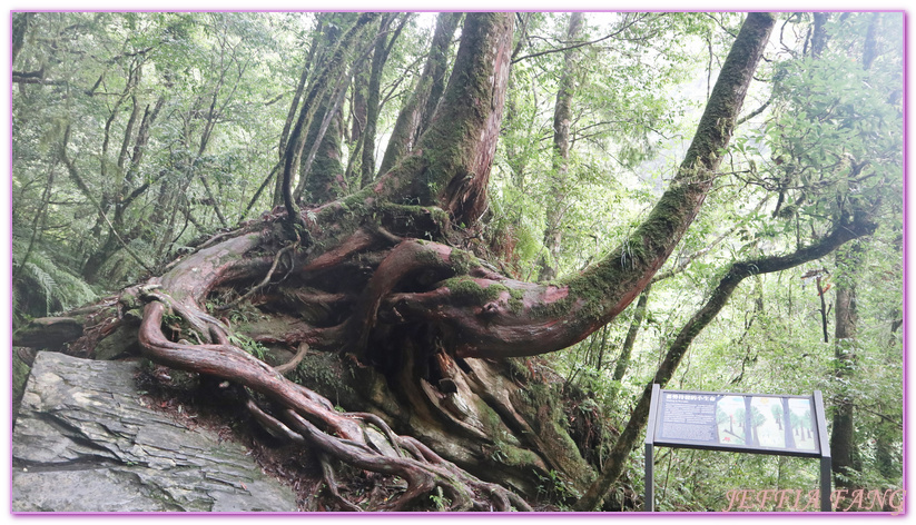 台灣旅遊,台灣最大面積紅檜森林,拉拉山巨木群,拉拉山自然保護區,桃園旅遊,桃園金牌好遊