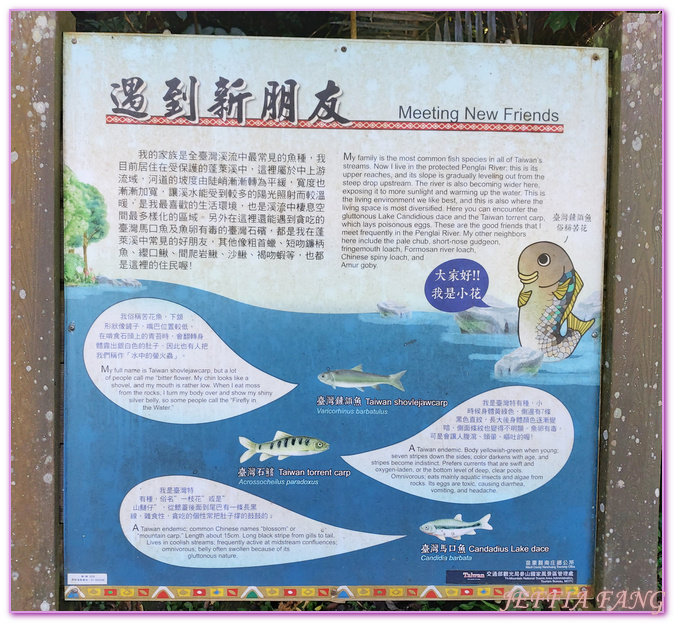 南庄生態旅遊,台灣旅遊,國際慢城南庄,苦花魚,蓬萊溪護魚步道 @傑菲亞娃JEFFIA FANG