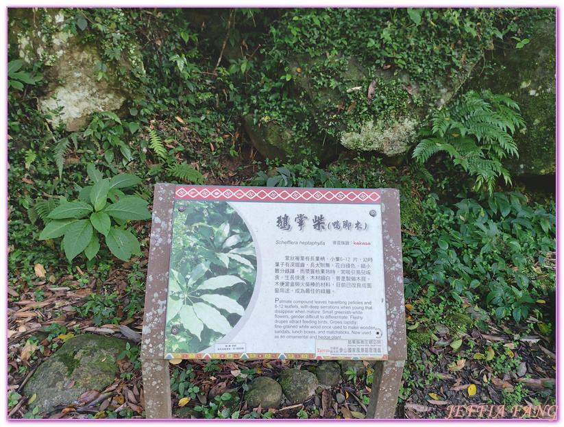 南庄生態旅遊,台灣旅遊,國際慢城南庄,苦花魚,蓬萊溪護魚步道 @傑菲亞娃JEFFIA FANG