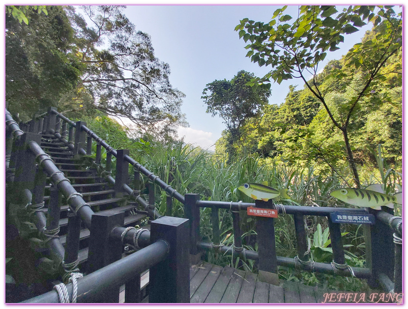 南庄生態旅遊,台灣旅遊,國際慢城南庄,苦花魚,蓬萊溪護魚步道 @傑菲亞娃JEFFIA FANG