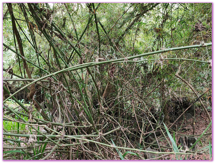 Masungi Georeserve,健行保護區,地質公園,菲律賓,馬尼拉,馬蘇尼自然野生動物保護區