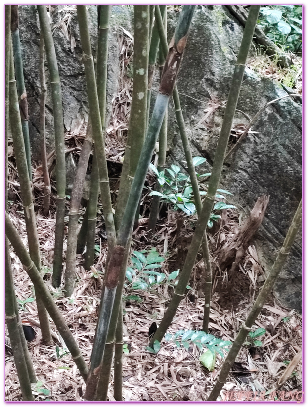 Masungi Georeserve,健行保護區,地質公園,菲律賓,馬尼拉,馬蘇尼自然野生動物保護區