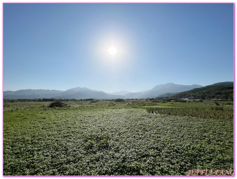 台灣旅遊,新北市旅遊,新北金山,田中芳園,皇冠海岸觀光圈,金山清水濕地