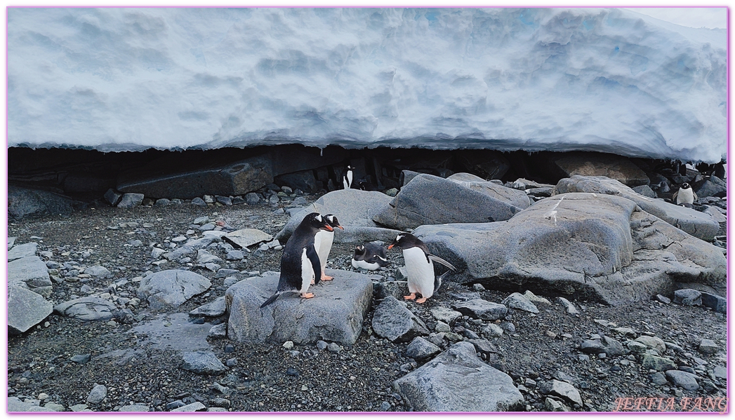 南極Antarctica,南極旅遊,多里安灣 Dorian Bay,庫佛維爾島Cuverville island,極地之旅,達莫角 Damoy Point,鳳凰旅遊,龐洛PONANT郵輪星輝號LE LYRIAL