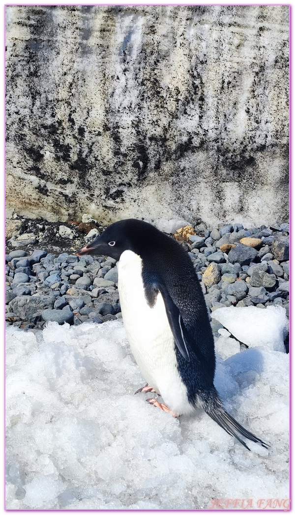 Antarctica,世界極地之旅,企鵝公路,企鵝孵蛋,企鵝跳水,南極旅遊,威德爾海峽Weddell Sea,布朗海崖Brown Bluff,平頂冰山,龐洛PONANT郵輪星輝號LE LYRIAL