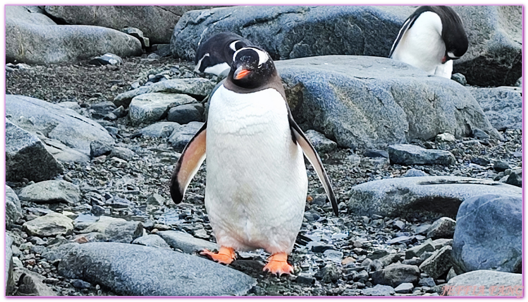 南極Antarctica,南極旅遊,多里安灣 Dorian Bay,庫佛維爾島Cuverville island,極地之旅,達莫角 Damoy Point,鳳凰旅遊,龐洛PONANT郵輪星輝號LE LYRIAL