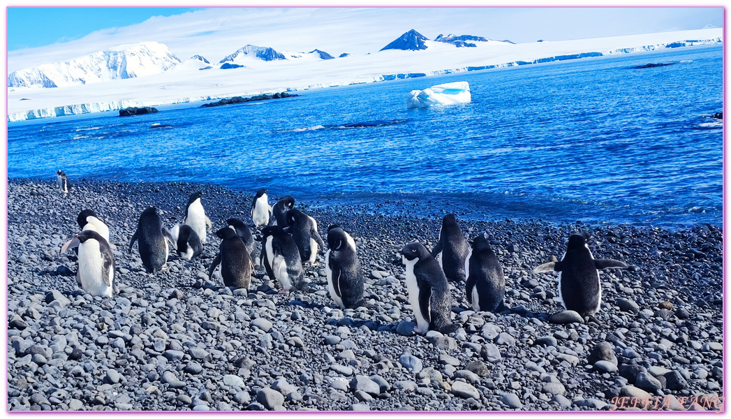 Antarctica,世界極地之旅,企鵝公路,企鵝孵蛋,企鵝跳水,南極旅遊,威德爾海峽Weddell Sea,布朗海崖Brown Bluff,平頂冰山,龐洛PONANT郵輪星輝號LE LYRIAL