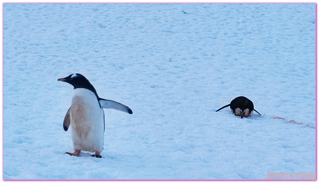 南極Antarctica,南極旅遊,多里安灣 Dorian Bay,庫佛維爾島Cuverville island,極地之旅,達莫角 Damoy Point,鳳凰旅遊,龐洛PONANT郵輪星輝號LE LYRIAL