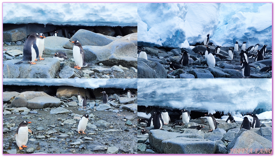 南極Antarctica,南極旅遊,多里安灣 Dorian Bay,庫佛維爾島Cuverville island,極地之旅,達莫角 Damoy Point,鳳凰旅遊,龐洛PONANT郵輪星輝號LE LYRIAL