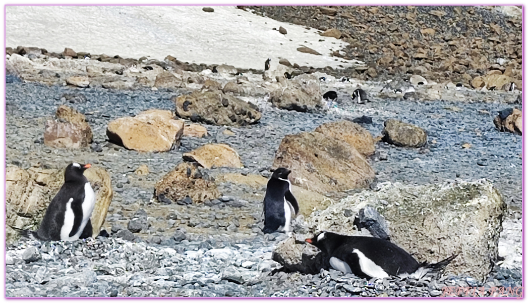 Antarctica,世界極地之旅,企鵝公路,企鵝孵蛋,企鵝跳水,南極旅遊,威德爾海峽Weddell Sea,布朗海崖Brown Bluff,平頂冰山,龐洛PONANT郵輪星輝號LE LYRIAL