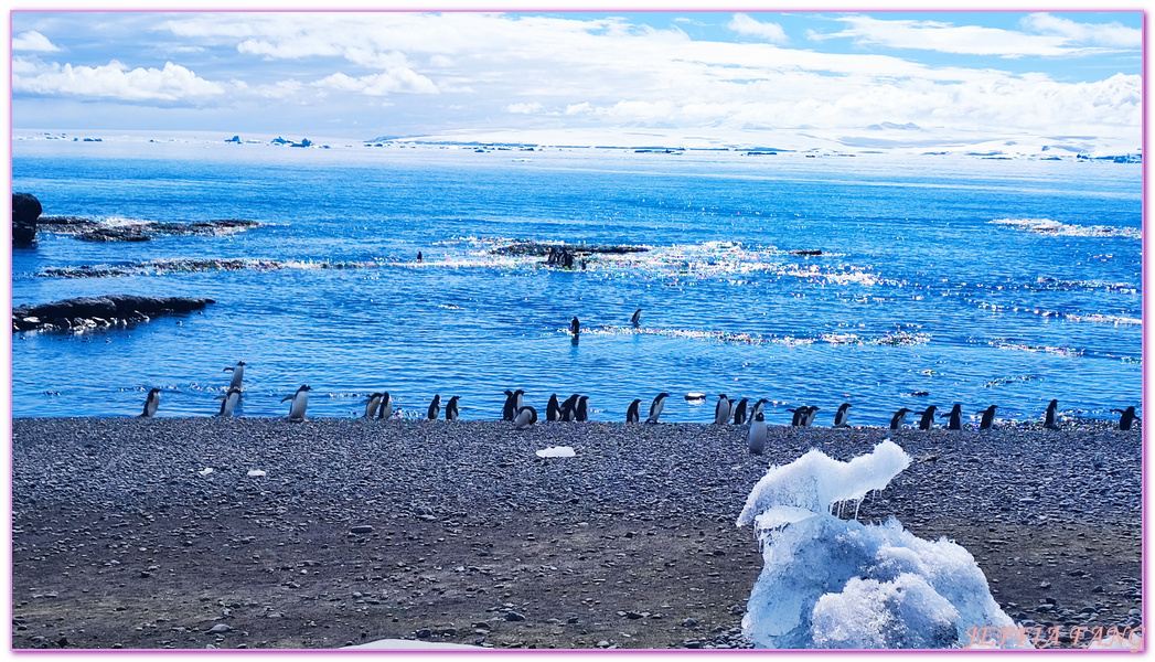 Antarctica,世界極地之旅,企鵝公路,企鵝孵蛋,企鵝跳水,南極旅遊,威德爾海峽Weddell Sea,布朗海崖Brown Bluff,平頂冰山,龐洛PONANT郵輪星輝號LE LYRIAL