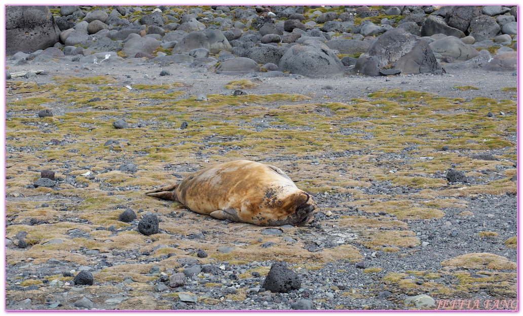 Antarctica,企鵝島Penguin Island,利文斯頓島Livingston Island,南極巡遊,南極旅遊,南極登島,南設得蘭群島South Shetlands,星輝號Le Lyrial,極地之旅,欺騙島,沃克灣漢那角Walker Bay in Hannah Point,特勒風灣Telefon Bay,迪塞普遜島Deception Island,迪肯峰Deacon Peak,鳳凰旅遊,龐洛PONANT郵輪